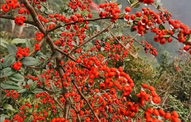 20241112145746 20241112145746