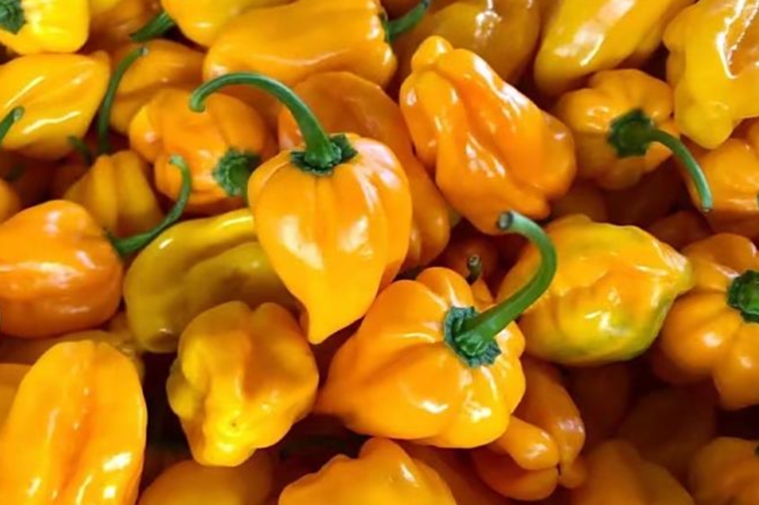 20250311163646 20250311163646