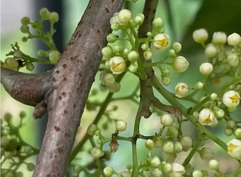 1718872088753112.png ΢ÐŽØÍ¼_20240619145132.png