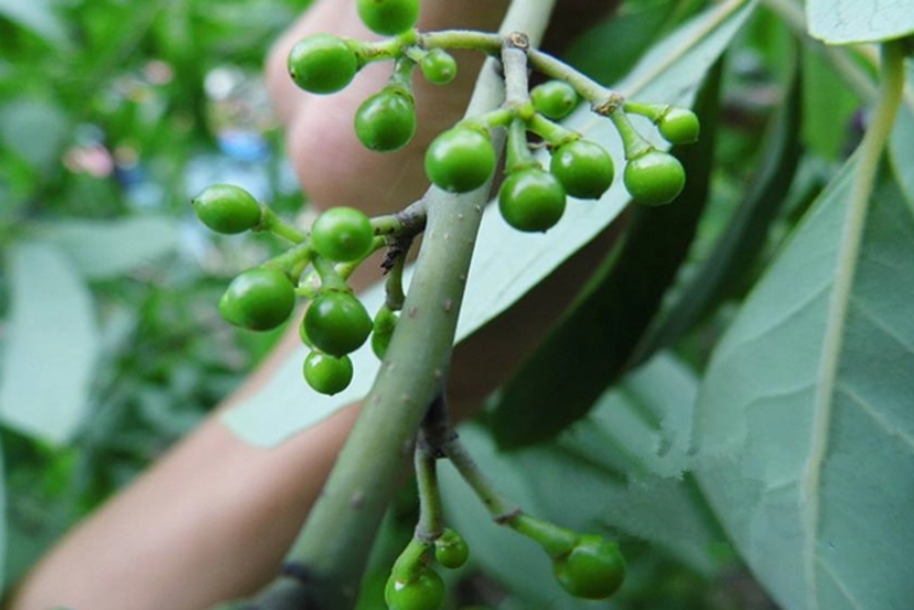 1718872093355315.png ΢ÐŽØÍ¼_20240619145310.png