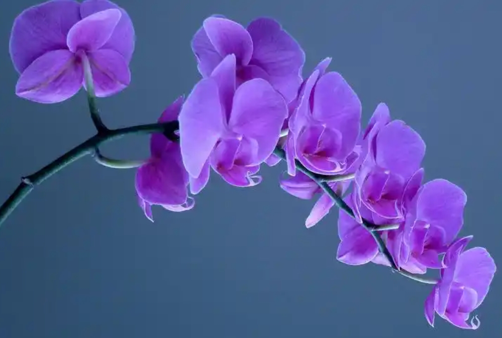 1733984411812077.png ΢ÐŽØÍ¼_20241211140138.png