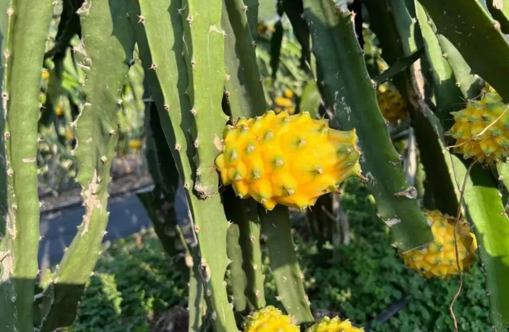 1743584840387451.png ΢ÐŽØÍ¼_20250402162534.png