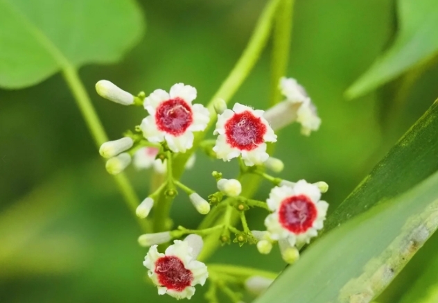 1750409621591772.png ΢ÐŽØÍ¼_20250620161052.png