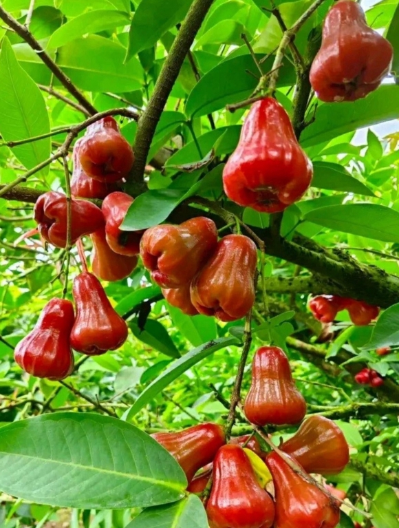 1750410193130177.png ΢ÐŽØÍ¼_20250620163839.png