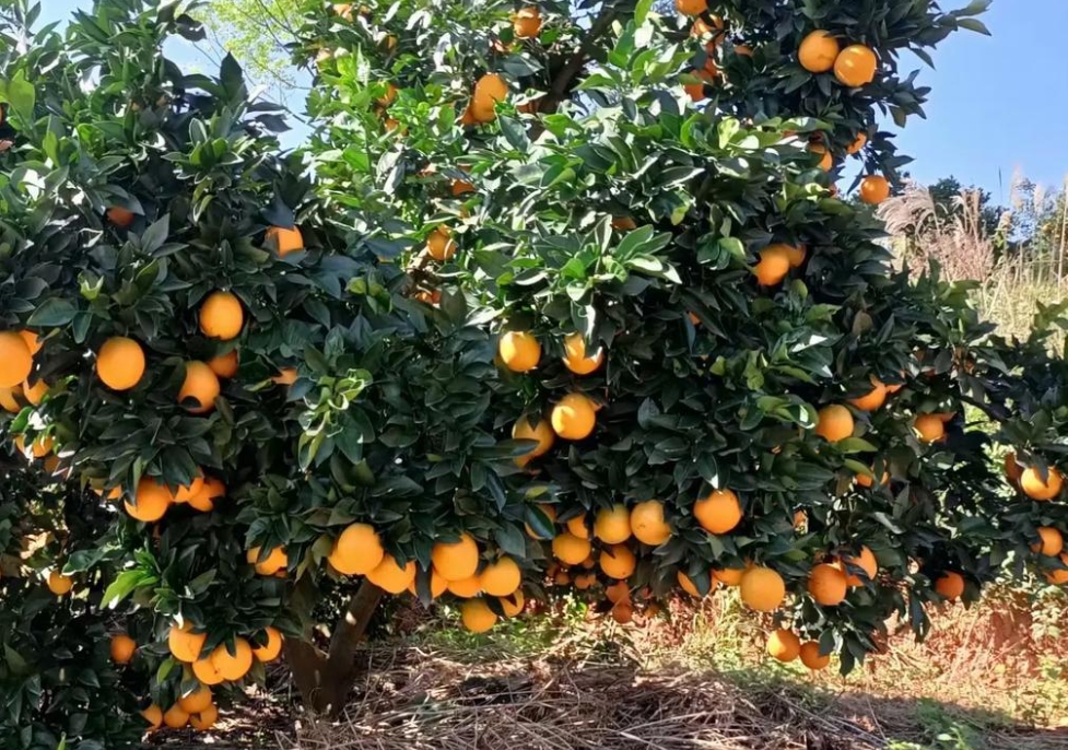 1752655293879996.png ΢ÐŽØÍ¼_20250716153203.png