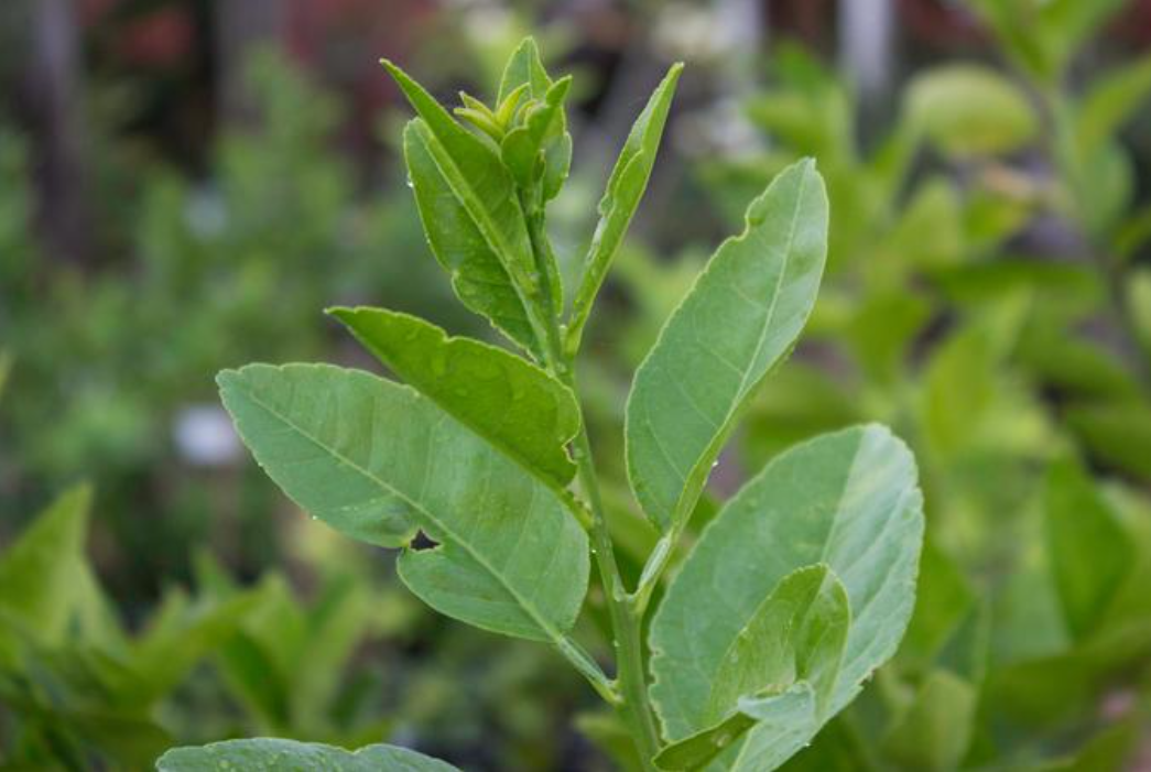 1756972651957929.png wechat_2025-09-02_155704_238.png